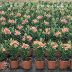 Oleander obyčajný (Nerium oleander) ´ATTILIO RAGIONIERI´- LOSOSOVÝ - výška 50-70 cm, kont. C3L (-10/-12°C)